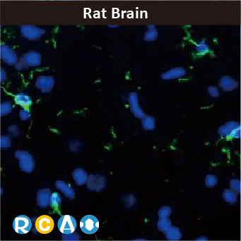 2025年末狂欢大放送，购买GeneTex抗体、京东礼品卡送给您