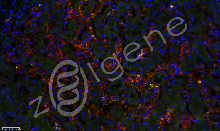 多色免疫荧光试剂盒