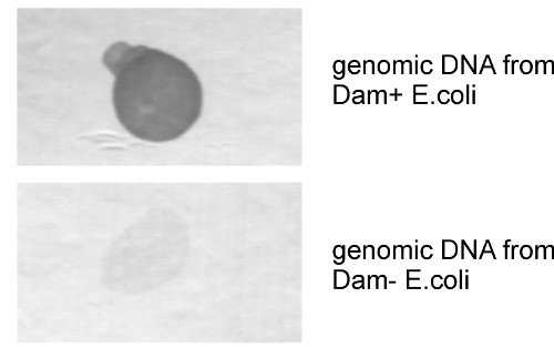 SYSY(Synaptic Systems)携手优宁维，助力神经科学研究