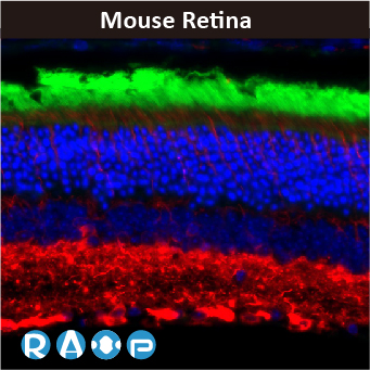 2025年末狂欢大放送，购买GeneTex抗体、京东礼品卡送给您