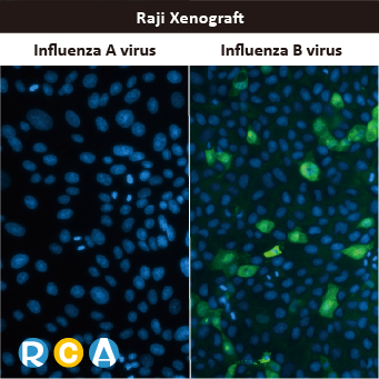 2025年末狂欢大放送，购买GeneTex抗体、京东礼品卡送给您
