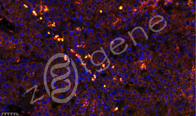 多色免疫荧光试剂盒