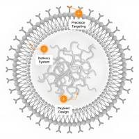 Cy5标记HER2靶向siRNA的Trastuzumab Fab偶联PEG化脂质体用于HER2阳性乳腺癌基因沉默治疗