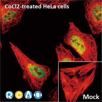 2025年末狂欢大放送，购买GeneTex抗体、京东礼品卡送给您