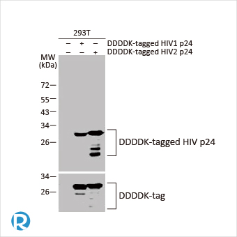 2025年末狂欢大放送，购买GeneTex抗体、京东礼品卡送给您