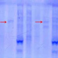 Nuwa体系12次跨膜蛋白表达