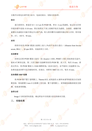 蛋白免疫印迹实验（WB）