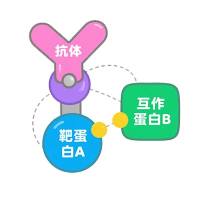 Co-IP蛋白质免疫共沉淀