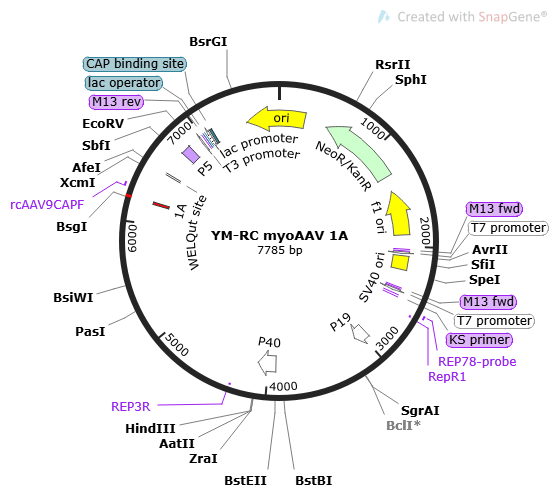 Ubri-RC myoAAV 1A质粒