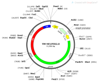 Ubri-HELPER2.0质粒