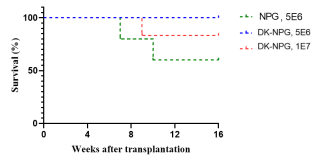 体内CAR-T评价模型优选：DK-NPG— 高效适配 + 精准抗 GvHD