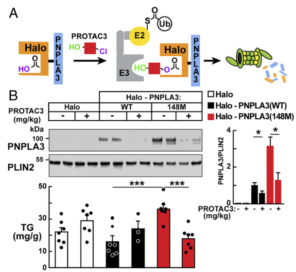 PNPLA3：MASLD/MASH明星靶点的下一站机会