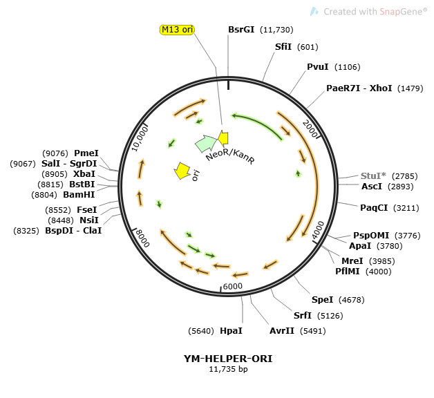 Ubri-HELPER-ORI质粒