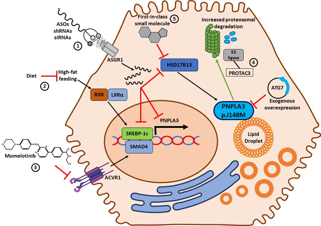 PNPLA3：MASLD/MASH明星靶点的下一站机会