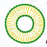 Gd-DOTA（MRI）和 DiR（NIRF）标记 负载超顺磁氧化铁颗粒（SPIONs）的脂质体被Trastuzumab修饰