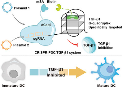 BMG LABTECH多功能酶标仪文献分享，中科大的研究团队发表在Small Methods 上名为 “Precisely Targeting TGF-β1 Promoter G-Quadruplex for Expediting Maturation of Tumor Dendritic Cells to Overcome Immune Evasion”....