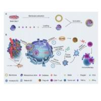 负载过氧化氢酶（Cat）、阿霉素和免疫佐剂雷西莫特的介孔二氧化硅纳米粒子被巨噬细胞膜包裹 Cat/DOX/R848@MSNs@MM