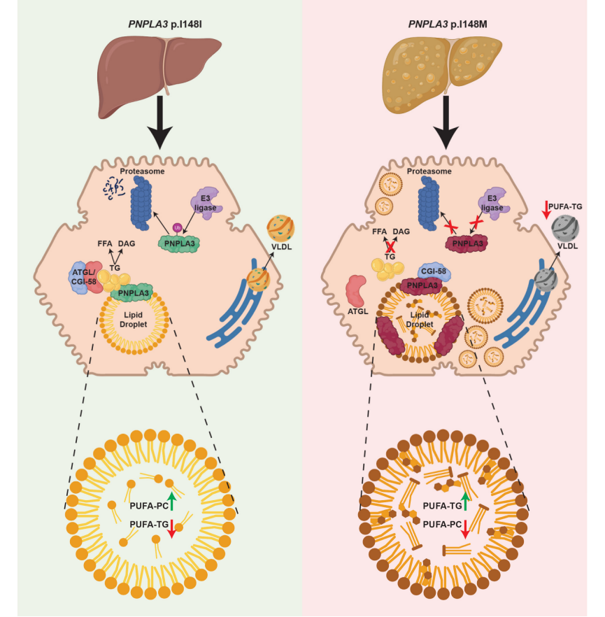 PNPLA3：MASLD/MASH明星靶点的下一站机会
