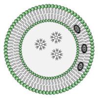 曲妥珠单抗修饰DiI标记pH敏感脂质体递送阿霉素用于HER2阳性肿瘤靶向治疗