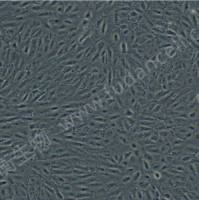 人视网膜色素上皮细胞 ARPE-19 (STR)