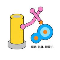 IP免疫沉淀实验