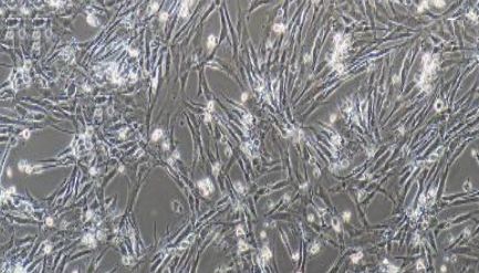猪原代卵巢颗粒细胞性能特点