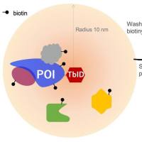TurboID：研究相分离蛋白互作的分子显微镜