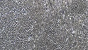 猪原代肺成纤维细胞技术参数