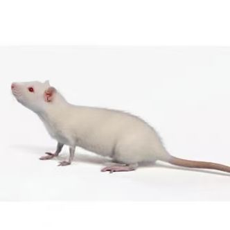 鼠源肉瘤S180、WK256模型（小鼠、大鼠）