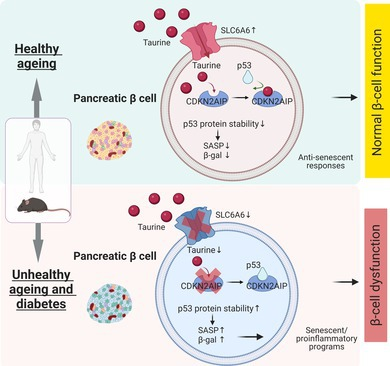 BMG LABTECH多功能酶标仪文献分享,复旦大学及香港理工大学科研团队发表在Journal of Diabetes 上名为 “Taurine Alleviates Pancreatic β‐Cell Senescence by Inhibition of p53 Pathway”....