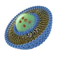 负载吲哚菁绿（ICG）的PEG化脂质体被曲妥珠单抗修饰