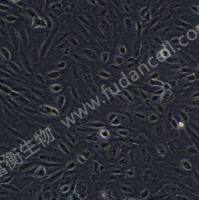 人肾透明细胞腺癌细胞;786-O (STR)