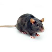 鼠源白血病模型(L1210)