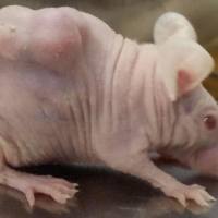 人肾癌（SN12-PM6）裸鼠原位移植模型