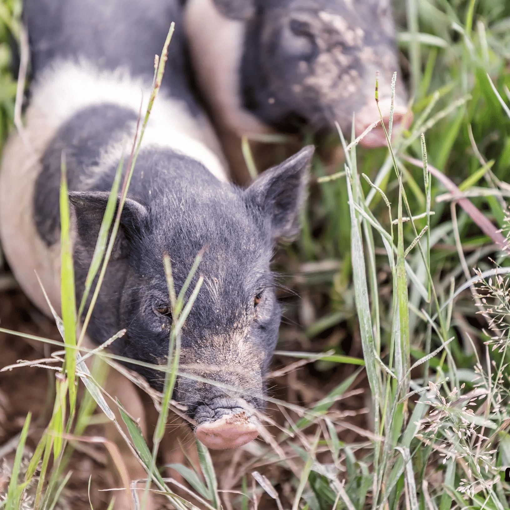 动物实验丨实验猪急性胃黏膜损伤模型