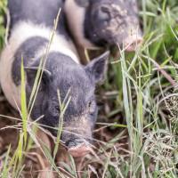 动物实验丨实验猪急性胃黏膜损伤模型