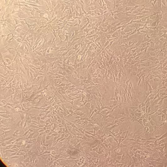 小鼠小肠平滑肌细胞-永生化