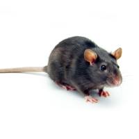 鼠源肺癌LA795、Lewis（LLC）皮下移植模型