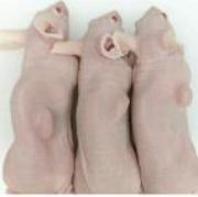 Matrix Gel用于体内成瘤实验方案