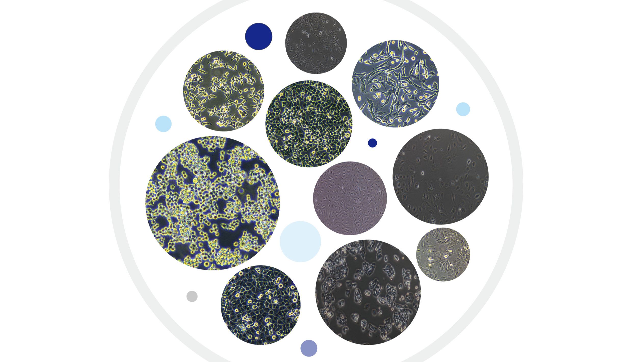 细胞培养那点事 | 细胞的正确处理方式