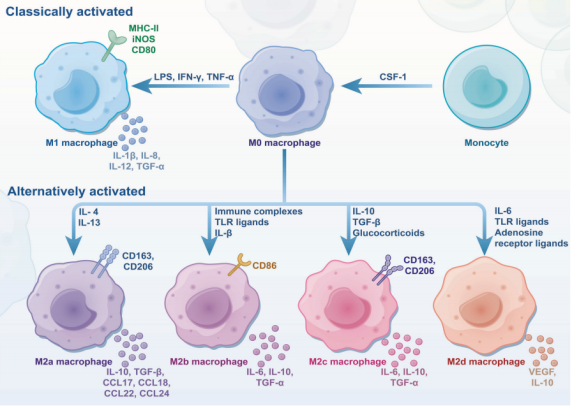 Elabscience 巨噬细胞研究方案重磅来袭！从起源到功能，免疫界 “变形金刚” 全景拆解
