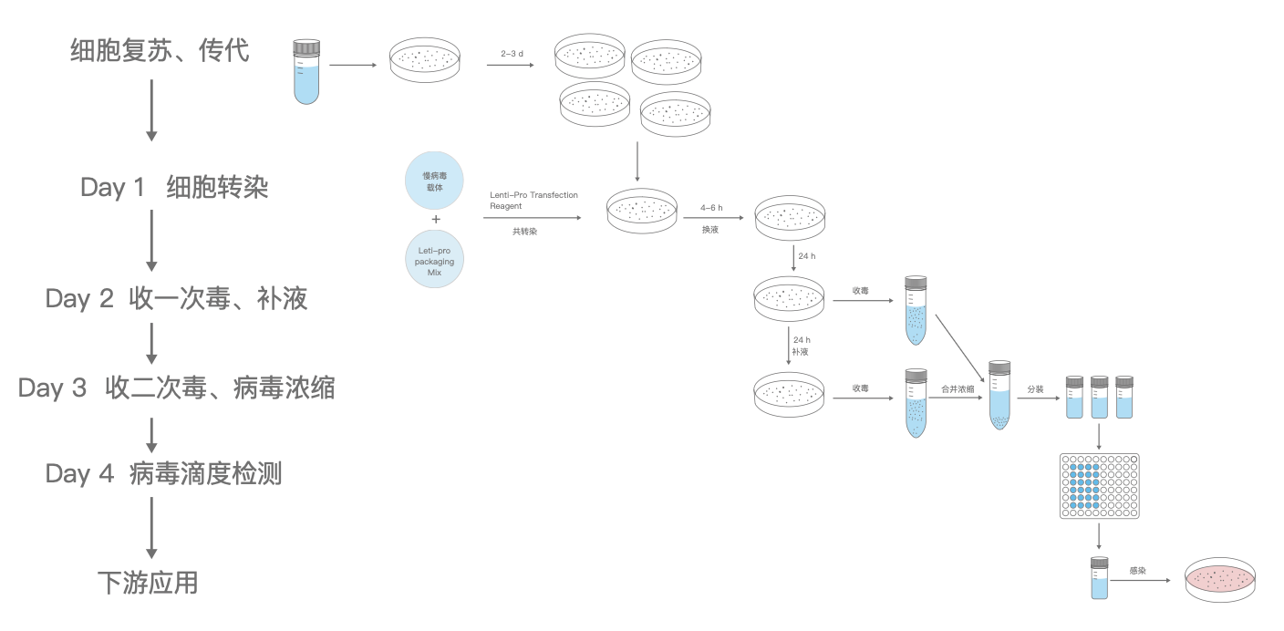 慢病毒包装试剂盒