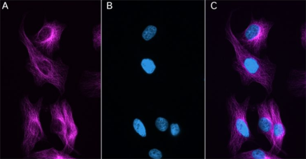 NanoTag-sdAb抗小鼠Ig kappa轻链Halo融合现货促销，科研好物，低价抢购
