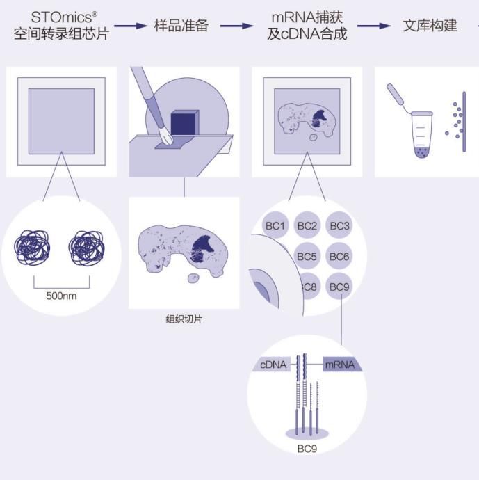 华大空间转录组测序