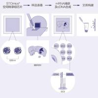 华大空间转录组测序
