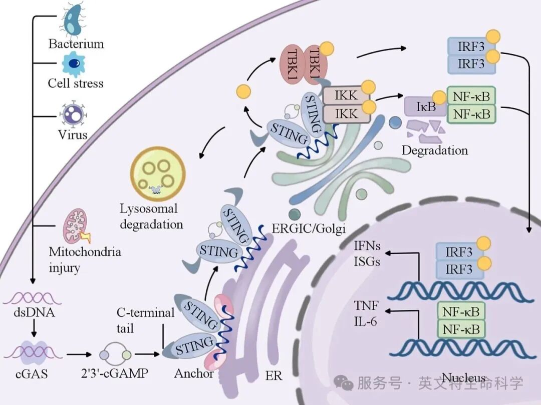一文掌握cGAS-STING信号通路！