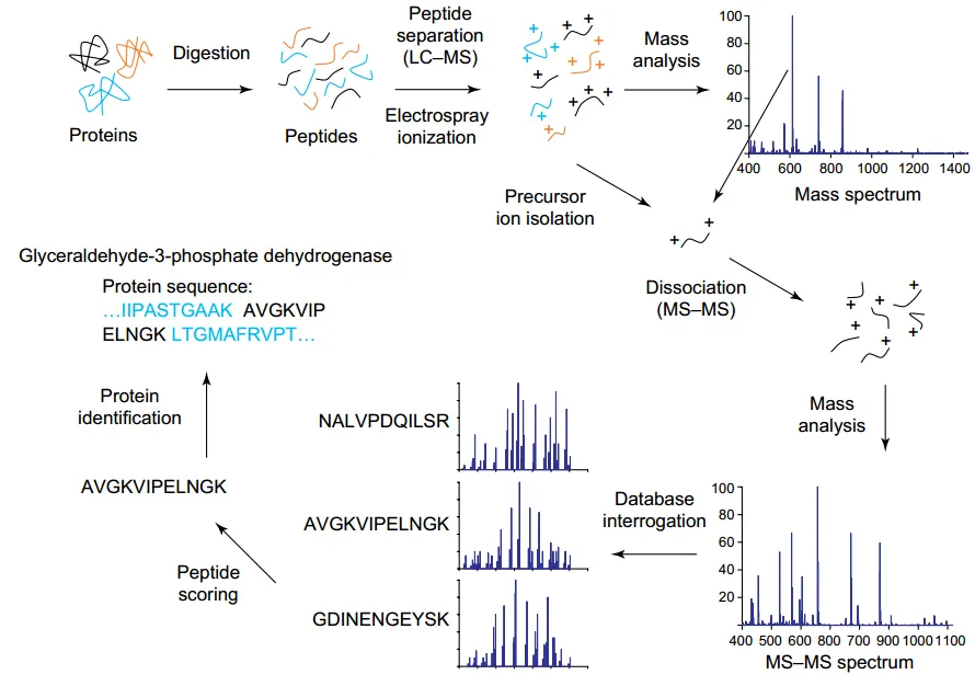 comparison-of-peptide-mapping-and-tandem-ms-in-protein-id-2