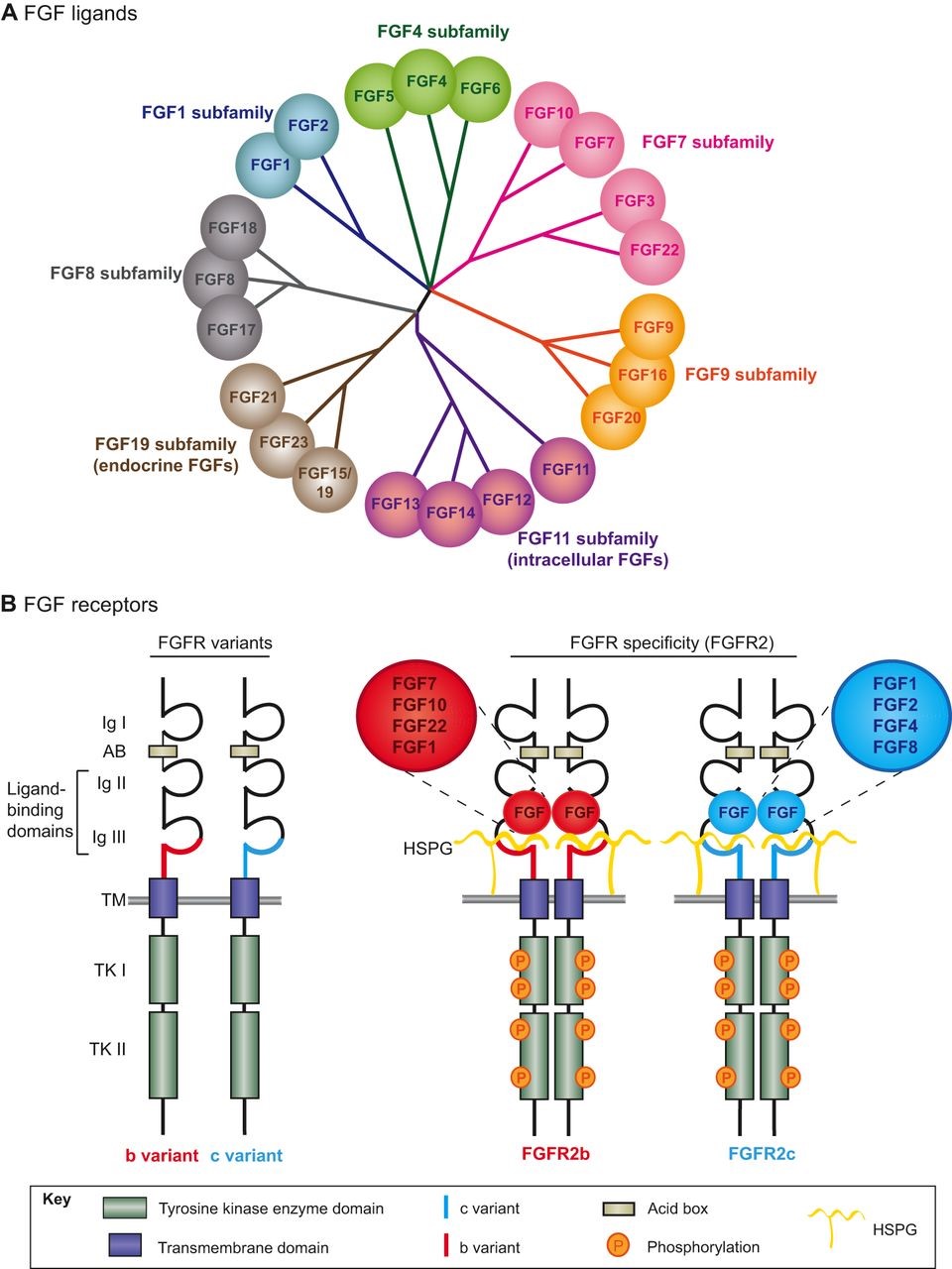 成纤维细胞生长因子12：大脑与心脏的隐秘守护者