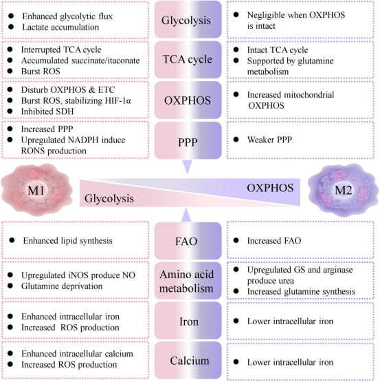 Elabscience 巨噬细胞研究方案重磅来袭!从起源到功能,免疫界 “变形金刚” 全景拆解