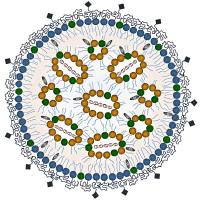 Atg5 siRNA与阿霉素共递送的AS1411适配体脂质体用于多药耐药肿瘤治疗